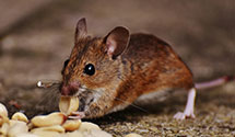 24 Hour & Emergency Exterminators in Parcel Return Svc, DC